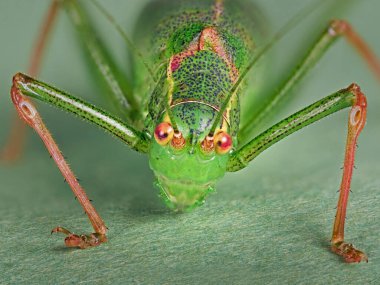 Benekli çalılık cırcırböceğinin Makro yakın çekimi (leptophyes punctatissima)