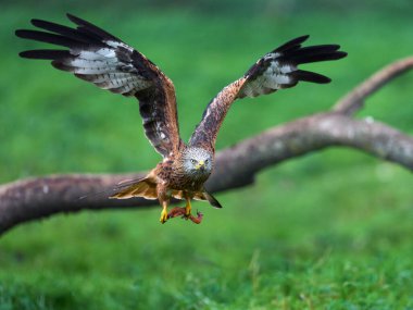 Kırmızı uçurtma (Milvus milvus) doğal ortamında