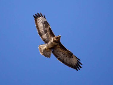 Doğal ortamında sık görülen akbaba (Buteo buteo)