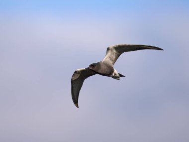 Siyah deniz feneri (Chlidonias niger) doğal ortamında