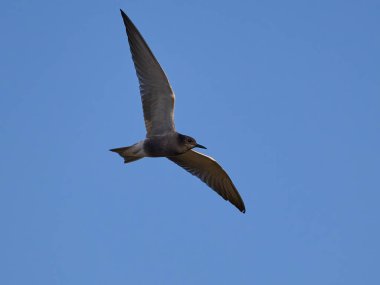 Siyah deniz feneri (Chlidonias niger) doğal ortamında