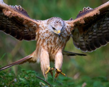 Kırmızı uçurtma doğal ortamında