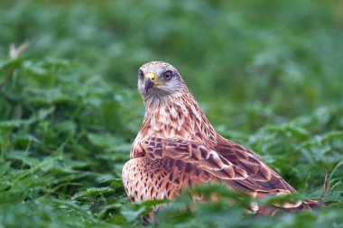 Kırmızı uçurtma (Milvus milvus) doğal ortamında