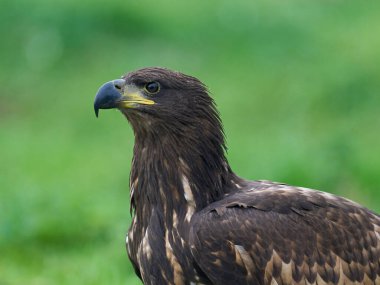 Beyaz kuyruklu kartal (Haliaeetus albicilla) doğal ortamında