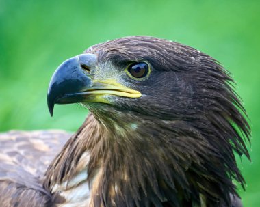 Beyaz kuyruklu kartal (Haliaeetus albicilla) doğal ortamında
