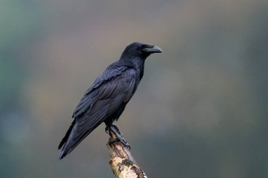 Yaygın kuzgun (Corvus corax) doğal ortamında
