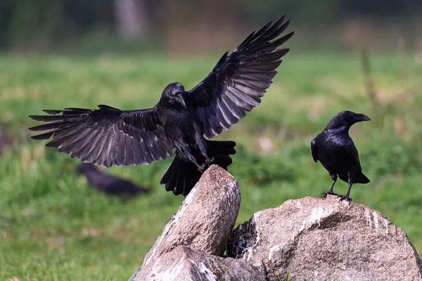 Yaygın kuzgun (Corvus corax) doğal ortamında