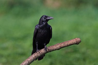 Yaygın kuzgun (Corvus corax) doğal ortamında