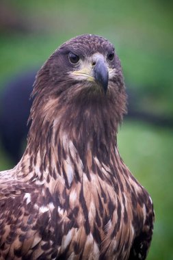 Beyaz kuyruklu kartal (Haliaeetus albicilla) doğal ortamında, gagasında avıyla birlikte.
