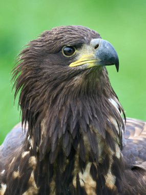 Beyaz kuyruklu kartal (Haliaeetus albicilla) doğal ortamında