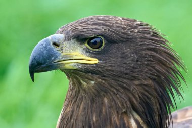 Beyaz kuyruklu kartal (Haliaeetus albicilla) doğal ortamında