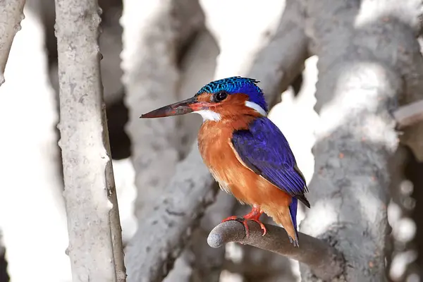 Malaquita Kingfisher Seu Habitat Natural Gâmbia — Fotografia de Stock