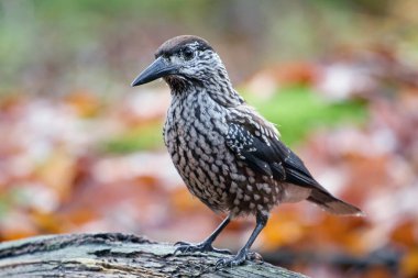 Doğal ortamında benekli fındıkkıran (Nucifraga caryocatactes makrohynchus)