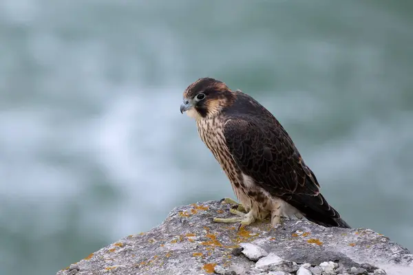 Juvenile Peregrine Falcon Falco Peregrinus Its Natural Environment — Stock Photo, Image