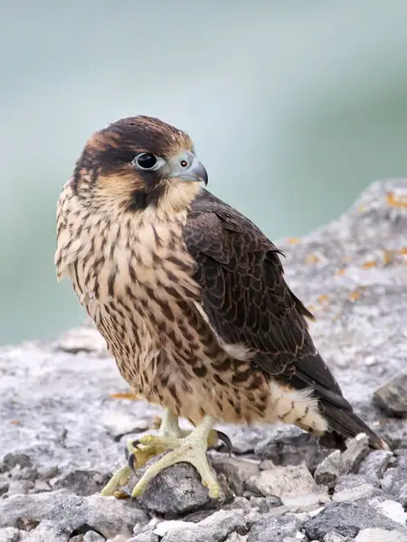 Jungfalke Falco Peregrinus Seiner Natürlichen Umgebung — Stockfoto