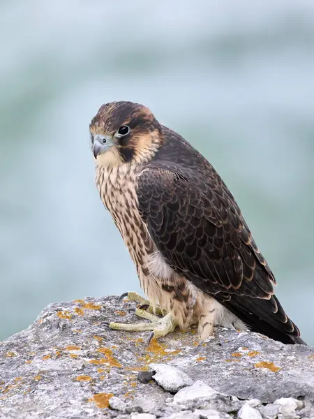 Halcón Peregrino Juvenil Falco Peregrinus Entorno Natural — Foto de Stock