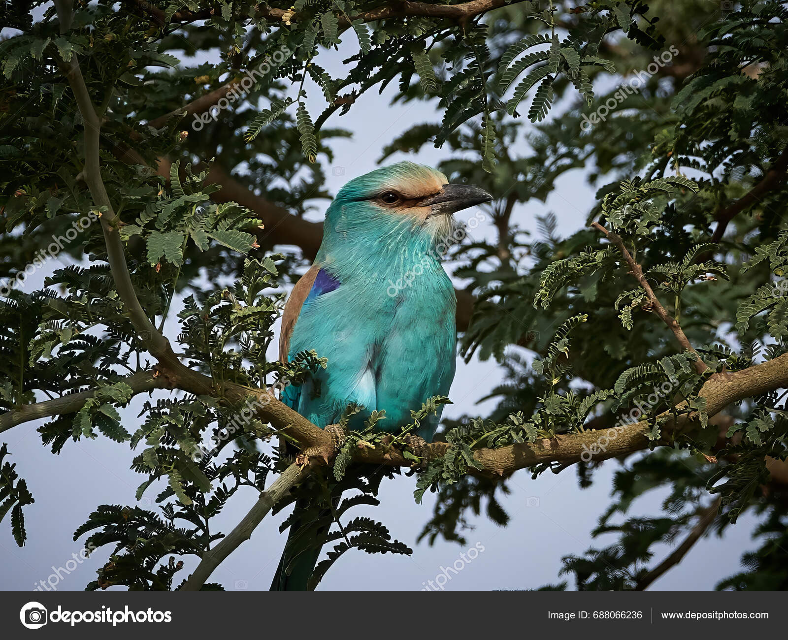 Abyssinian Roller Its Natural Habitat Gambia Stock Photo by