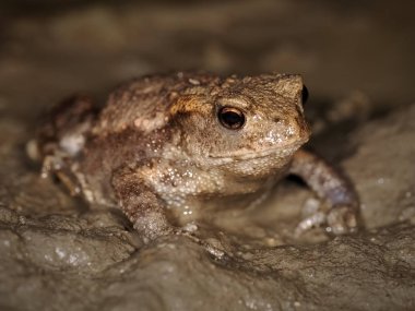 Avrupa kurbağası (Bufo bufo) doğal ortamında