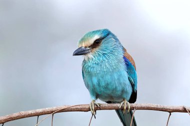Gambiya doğal tabiatında içinde Abyssinian roller