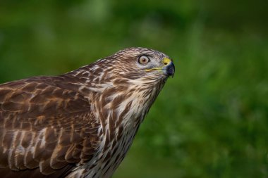 Doğal ortamında sık görülen akbaba (Buteo buteo)