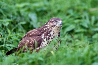 Doğal ortamında sık görülen akbaba (Buteo buteo)
