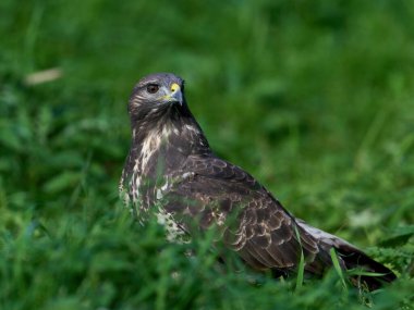 Doğal ortamında sık görülen akbaba (Buteo buteo)