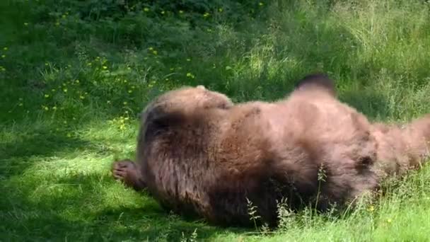 Medvěd Hnědý Ursus Arctos Válí Trávě Stock Záběr