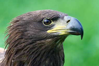 Beyaz kuyruklu kartal (Haliaeetus albicilla) doğal ortamında