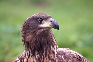 Beyaz kuyruklu kartal (Haliaeetus albicilla) doğal ortamında, gagasında avıyla birlikte.