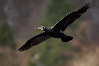 Doğal istilasında büyük karabatak (Phalacrocorax carbo)
