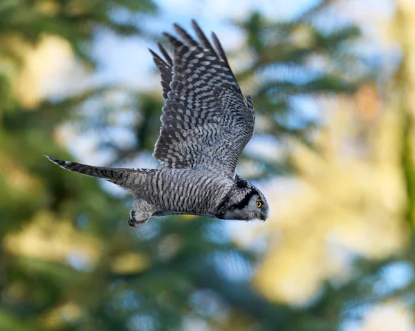 自然環境における北鷹フクロウ スルニアウルーラ — ストック写真
