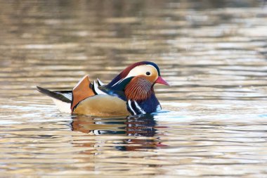 Mandarin ördeği (Aix galericulata) doğal ortamında