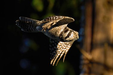 Kuzey şahin baykuşu (Surnia ulula) doğal ortamında