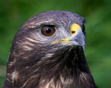 Doğal ortamında sık görülen akbaba (Buteo buteo)