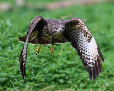 Doğal ortamında sık görülen akbaba (Buteo buteo)