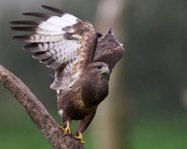 Doğal ortamında sık görülen akbaba (Buteo buteo)