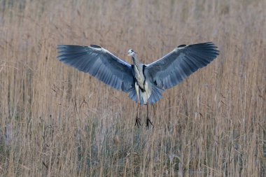 Grey heron (Ardea cinerea) in its natural environment
