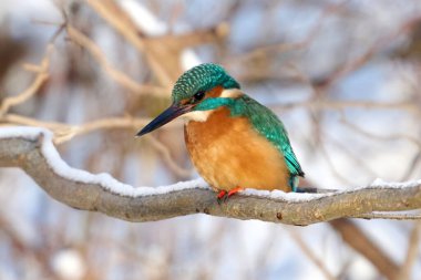 Doğal ortamında ortak Kingfisher (Alcedo at this)