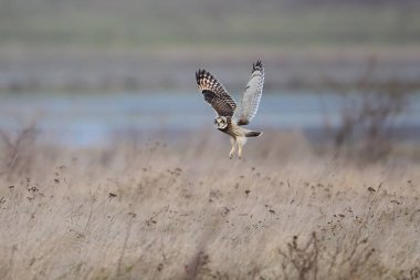 Kısa kulaklı baykuş (Asio flammeus) doğal ortamında