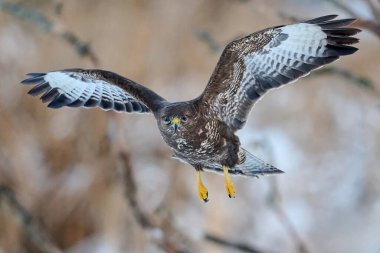 Doğal ortamında sık görülen akbaba (Buteo buteo)