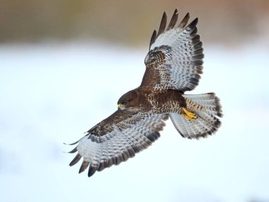 Doğal ortamında sık görülen akbaba (Buteo buteo)