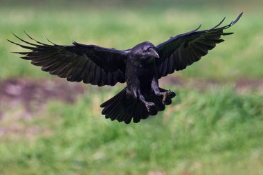 Yaygın kuzgun (Corvus corax) doğal ortamında