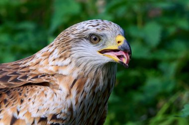 Kırmızı uçurtma (Milvus milvus) doğal ortamında