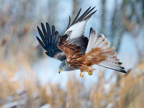 Red kite (Milvus milvus) in its natural environment