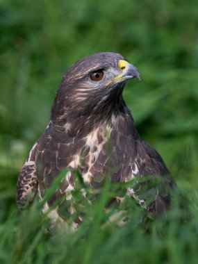 Doğal ortamında sık görülen akbaba (Buteo buteo)