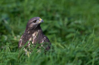 Doğal ortamında sık görülen akbaba (Buteo buteo)