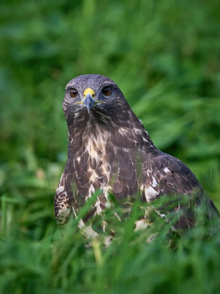 Doğal ortamında sık görülen akbaba (Buteo buteo)