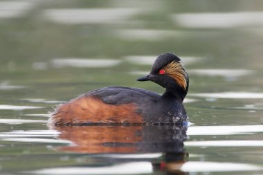Siyah boyunlu yunus (Podiceps nigricollis) doğal ortamında