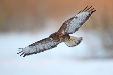 Doğal ortamında sık görülen akbaba (Buteo buteo)