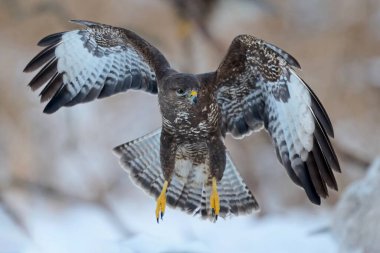 Doğal ortamında sık görülen akbaba (Buteo buteo)